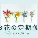 AND PLANTS(アンドプランツ)花の定期便